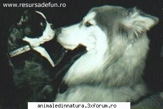 Catelusi - Se iubesc sau nu? - Animalele
