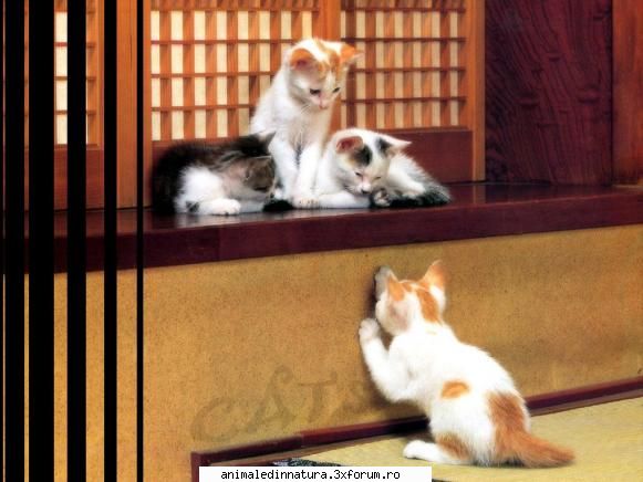 Catelusi - regurile spun clar ca nu ai voie sa injuri undee - Animalele