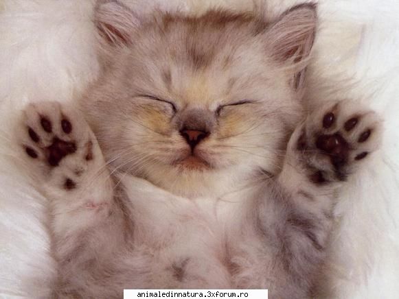 Pisici - I LOVE YOU - Animalele