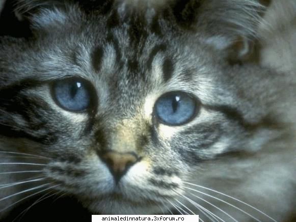Pisici - Vezi ca ai injurat cu finger Alina Dulcik :x :x - Animalele