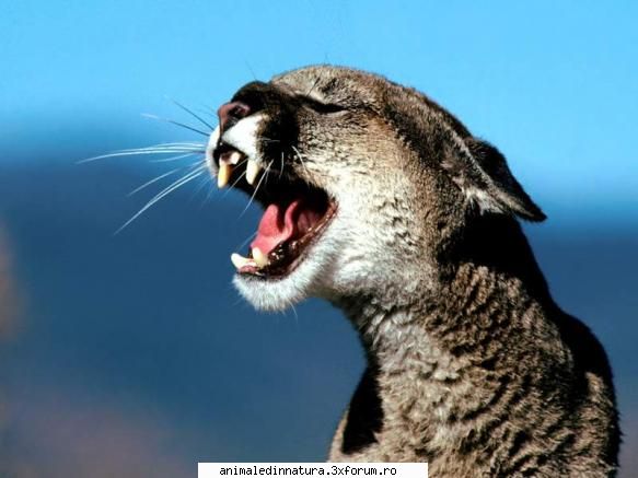 Pisici - Heloooo unde este administratorul? :x :x - Animalele