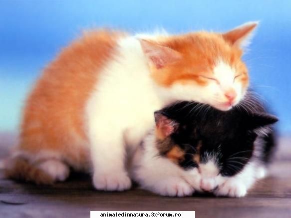 Pisici - Pai nimeni nu poate sterge :x :x :x :x :x - Animalele