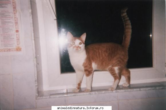 Pisici - Foarte scumpe pissicutzzele Motanul meu - Animalele