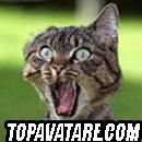 Pisici - ce imag am ha ha - Animalele