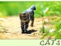 gata  :x nu mai anjurati shi fara :x  :nono:  :hi: reguli!