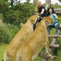 pui tigri puf!!!! mai exista ligri mai spune super felina putea ajunge 4,5 numai priviti imaginea