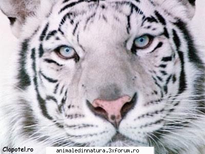 pui tigri puf!!!! imi plac mult cei albii !!!&nbsp; &nbsp; &nbsp; &nbsp;